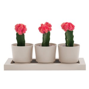 Bloem Trio Flight 4 in. H Resin Planter Pebble Stone
