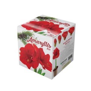 DeGroot Amaryllis Gift Box Bulb Kit 1 pk