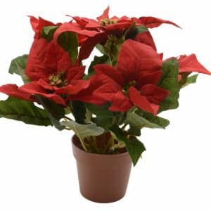 Decoris Brown/Green/Red Potted Poinsettia Indoor Christmas Decor 10.63 in.